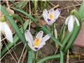 šafrani - lat. crocus